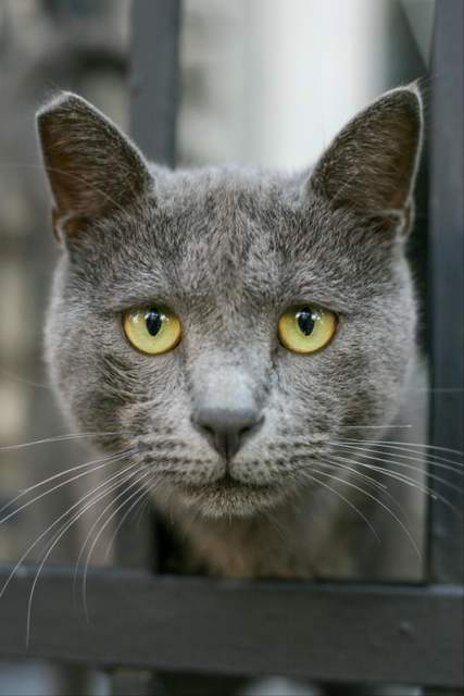 PARIS (AP) â A vividly hued Cat Test