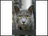 PARIS (AP) â A vividly hued Cat Test