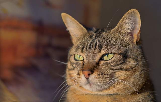 Nice Cat