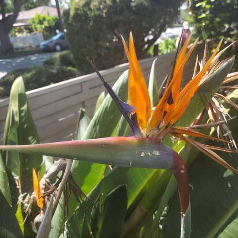 Nice Flower