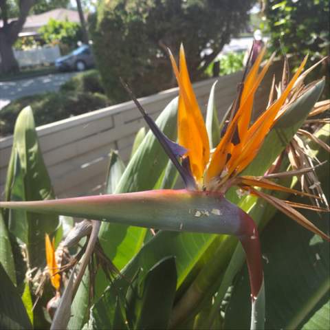 Nice Flower