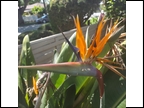Nice Flower