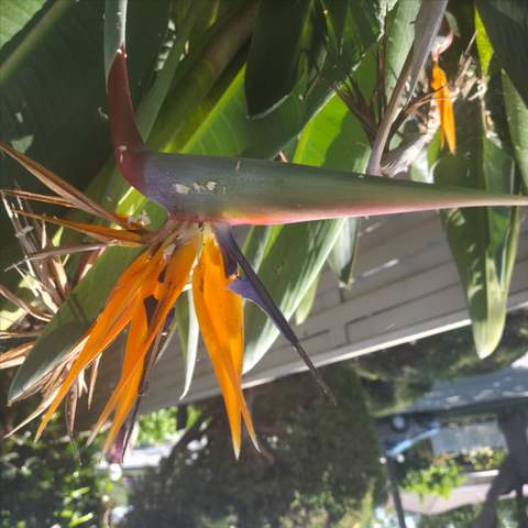 Showing off.