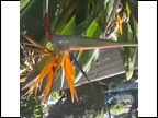 Showing off.