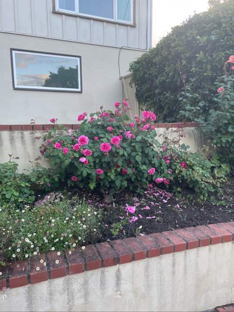 Roses