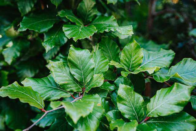 What kind of plant is this?