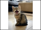 Cute