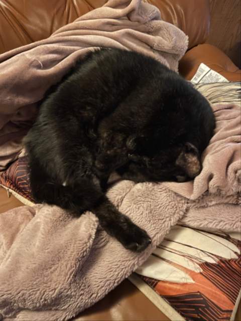 Panini at rest.