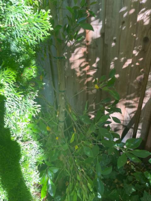 Damaged Tree