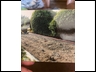 Hedge