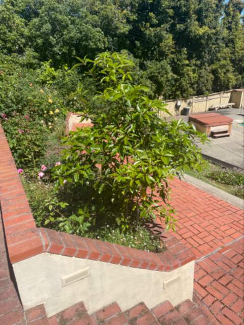More Trees