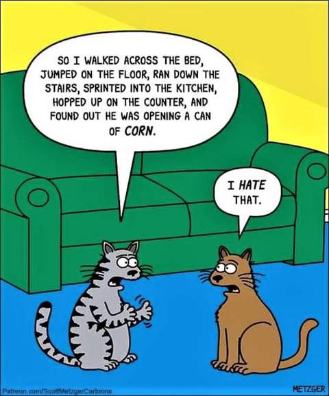 Cat Humor